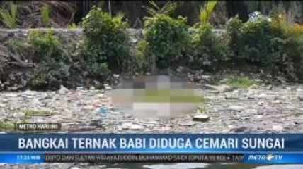 Bangkai Ternak Babi Cemari Sungai di Kota Medan