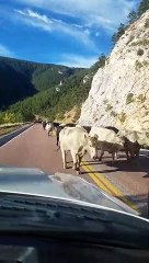 Cows Corralled down Road