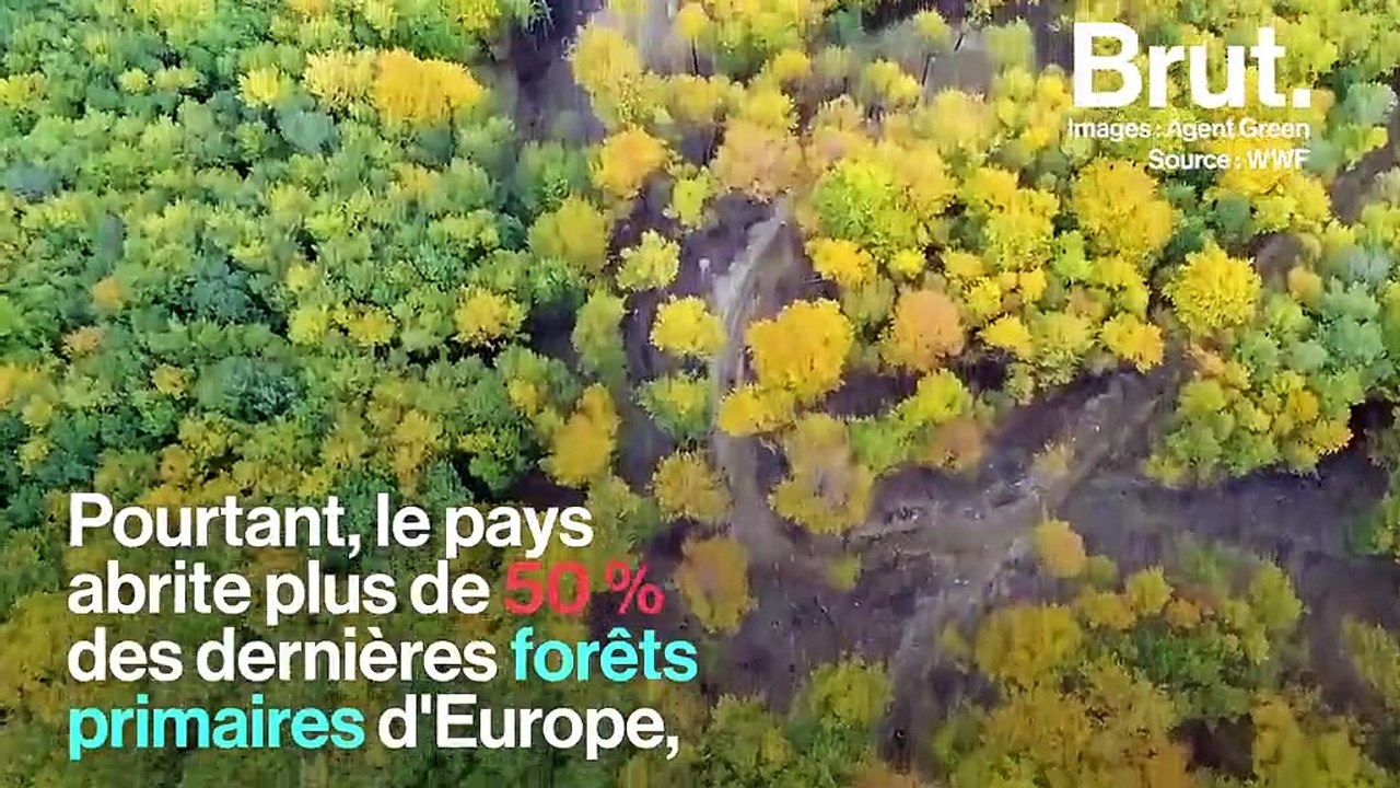 En Europe, des gardes forestiers assassinés pour avoir tenté de protéger les forêts