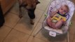 Protective Dog Tries to Push Back Vacuum Cleaner Coming Towards Baby