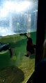 Penguin in Aquarium Follows Penguin Stuffed Toy Outside Their Glass Exhibit