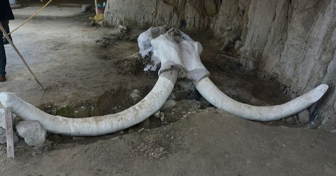 Les ossements de 14 mammouths vieux de 14 000 ans découverts au Mexique