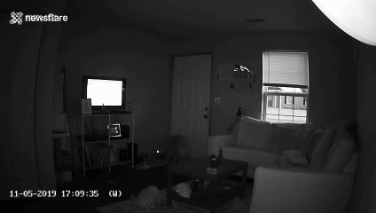 Home security footage shows cat inspecting the device after owner speaks through it