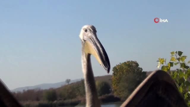 Tedavileri tamamlanan kızıl tilki ve pelikan doğaya salındı