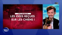 Idées reçues sur les chiens !