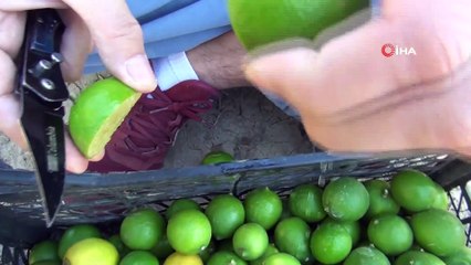 Lime Cinsi Limonun Hasadı Yapıldı