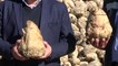 Ahlat'ta 70 bin ton şeker pancarı hasadı bekleniyor - BİTLİS