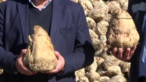 Ahlat'ta 70 bin ton şeker pancarı hasadı bekleniyor - BİTLİS