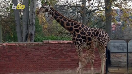 Rare Baby Giraffe Makes His First Appearance at Czech Zoo!