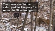 Russian goat who made unlikely friends with tiger dies