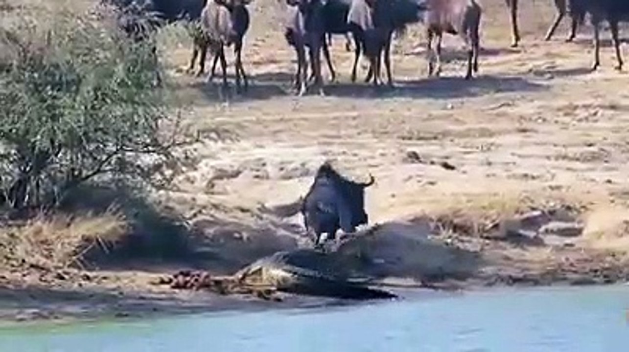 Crocodile Dangerous Attack Wild Animal Attack