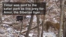 Russian goat who made unlikely friends with tiger dies