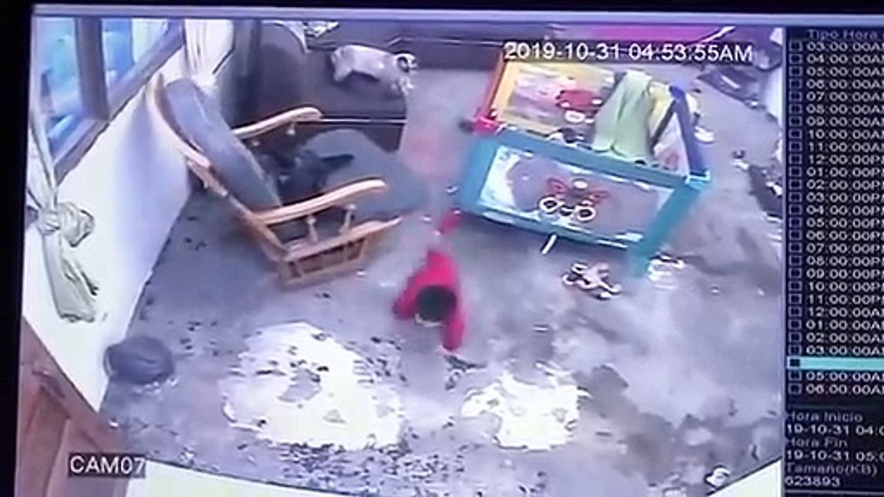 Gato corre e salva bebé que estava prestes a cair da escada