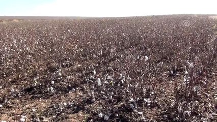 Bismil'de "Macar Fiği Tarla Günü" etkinliği