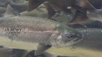 New ‘Salmon Cannon’ Being Used To Help Fish Migrate