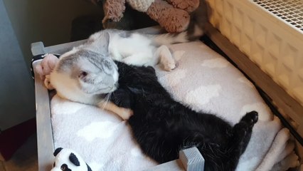 Michèle recueille des chats à Fleurus