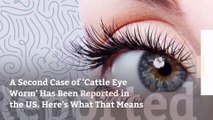 A Second Case of ‘Cattle Eye Worm’ Has Been Reported in the US. Here’s What That Means