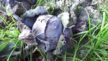 Sıcak Havalar Kışlık Sebzeyi Vurdu