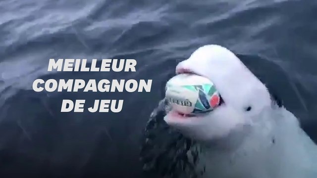 Ce béluga n'a rien à envier aux Sud-Africains champions du monde de rugby