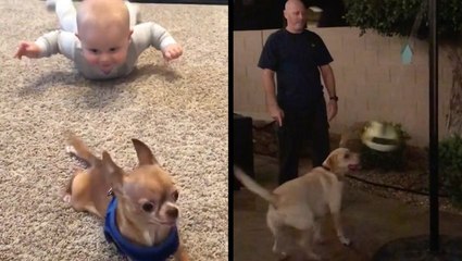 Playful Pups Having Fun With Their Humans