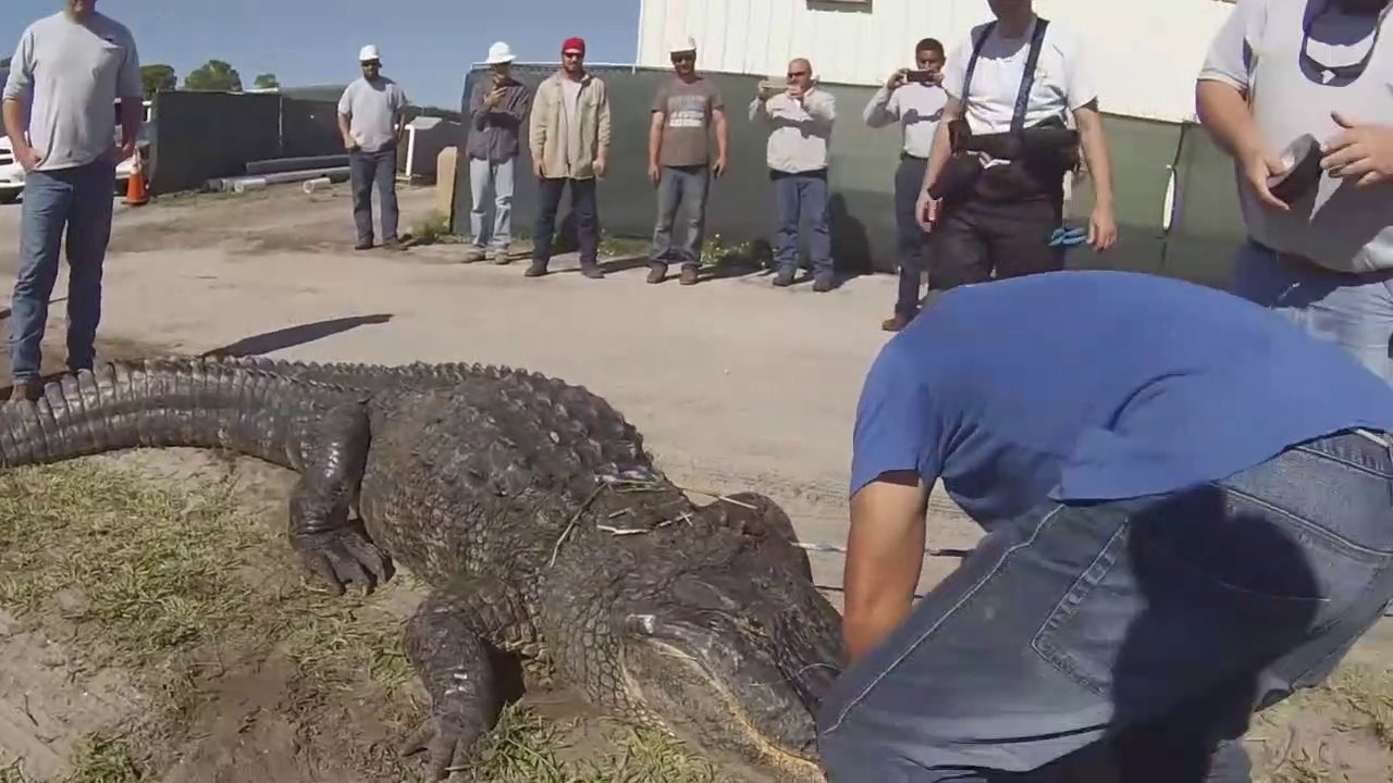 Ils pensent avoir capturé le plus gros alligator de Floride
