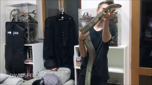 Il joue avec son énorme cobra royal : serpent impressionnant