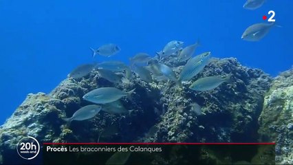Marseille : le Parc national des Calanques réclame 450 000 euros à des braconniers pour préjudice écologique