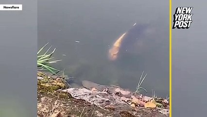 Un poisson à visage humain nageant dans un lac