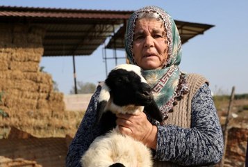 Koyunları çalınan Ayşe teyze, 'Koyunlarımı geri getirsinler" diye gözyaşı döktü