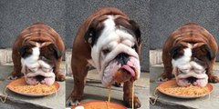 El bulldog gordito que se pone hasta las cachas de espaguettis