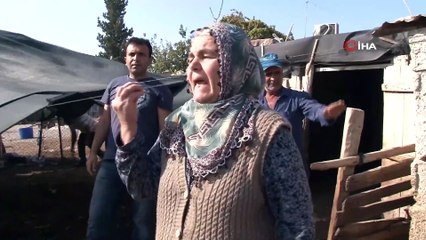 Koyunları Çalınan Ayşe Yeyze: “Yüreğim Yanıyor, Hırsızlar Koyunlarımı Getirsin”