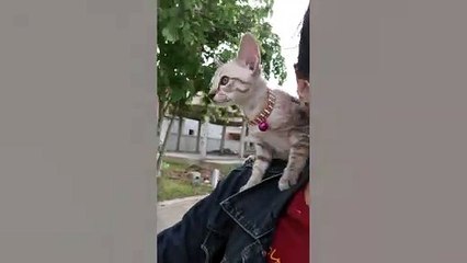Kitten Rides On Owner&apos;s Shoulder On Motorcycle