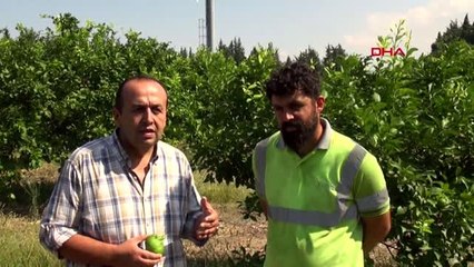 Hatay 80 dönümlük arazide organik üretim yapıyor