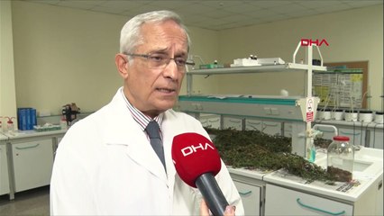 Kekikte ‘uçucu yağ’ hilesi