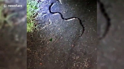 Horrifying moment snake eats another snake in India