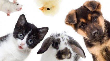 Quel animal êtes-vous d’après votre signe du zodiaque ?