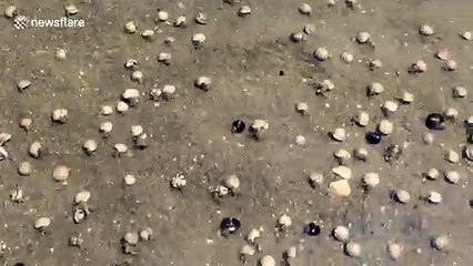 Des milliers de crabes marchent sur cette plage !