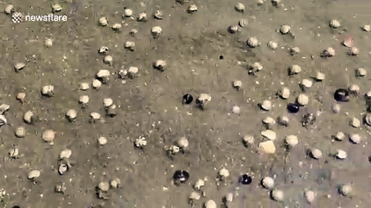 Des milliers de crabes marchent sur cette plage !