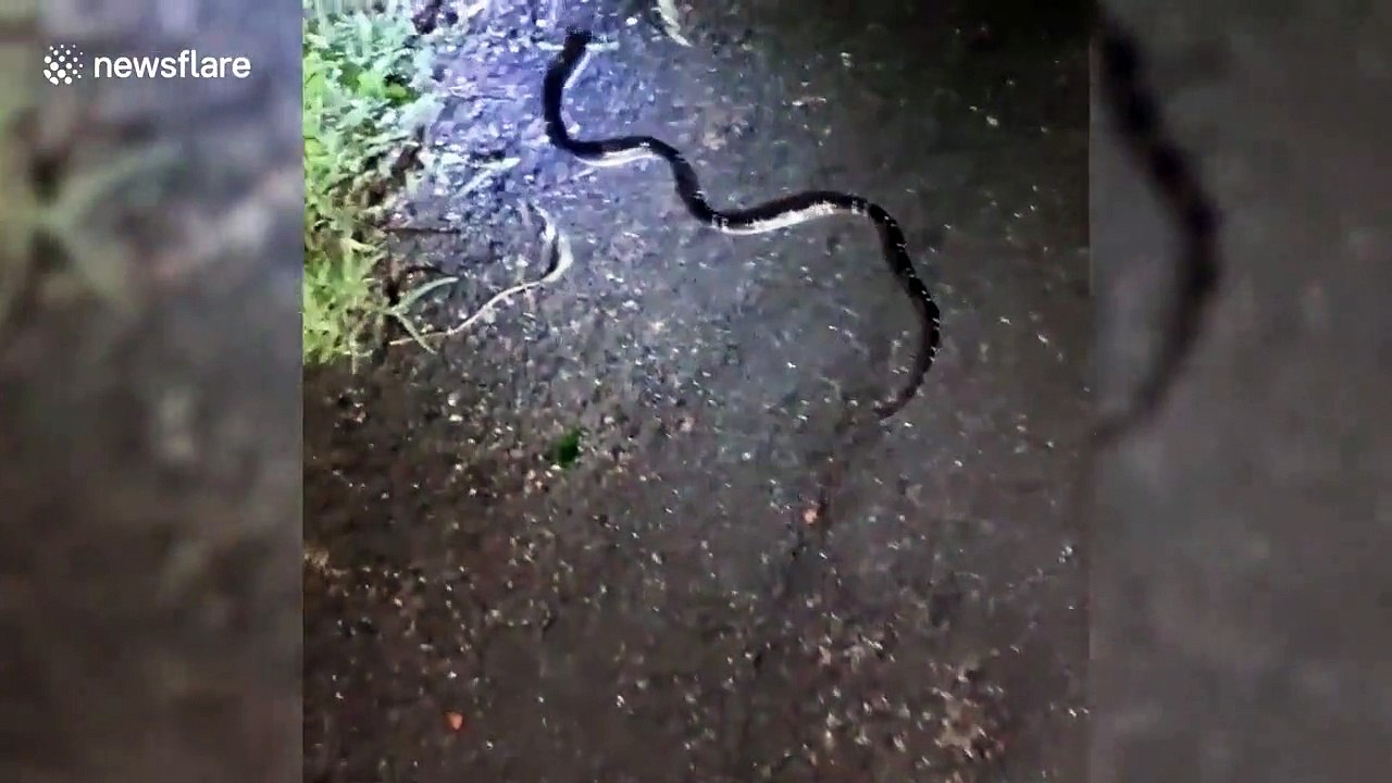 Ce serpent en mange un autre après un combat !