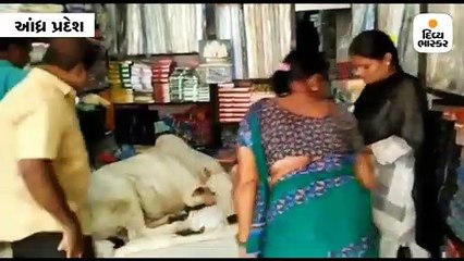 છેલ્લા 7 મહિનાથી કપડાંની દુકાને એક ગાય પંખા નીચે બેસવા આવે છે