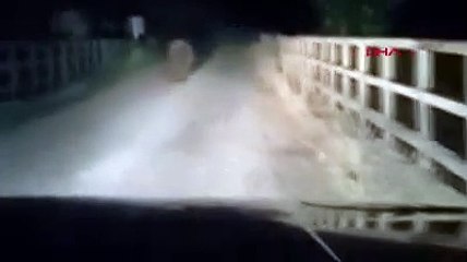 Otomobilin önüne çıkan ayı, korkuttu