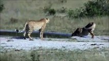 2 Cheetah drinking at Kwaggaspan - 29 April 2012 - Kruger Sightings