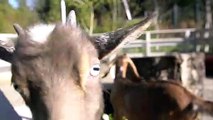 Cute goats frolicking and having fun