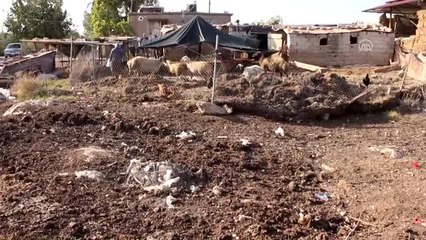 Besici çift koyunları çalındığı iddiasıyla polise başvurdu