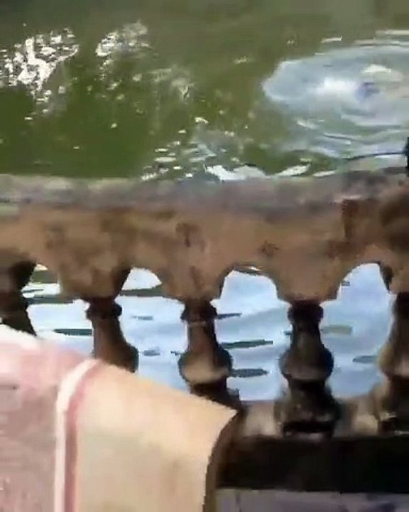 Dono finge que está a afogar-se para testar a reação do seu cão!