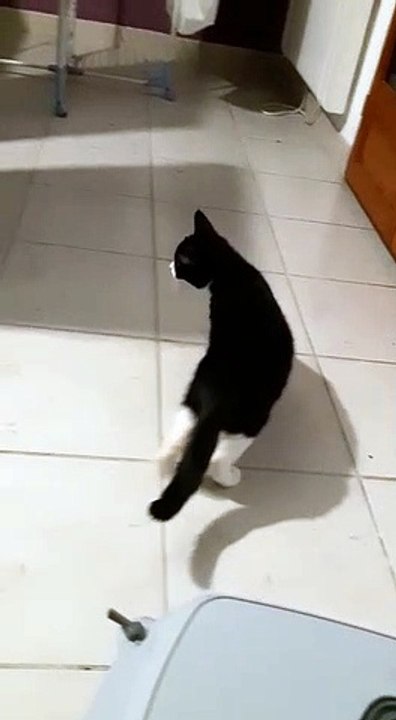 Pixelle Découvre son nouveau foyer 1