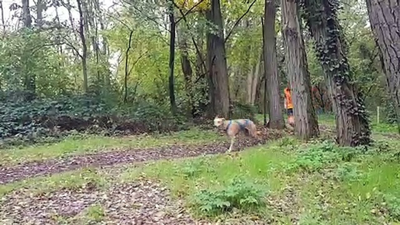 Course internationale de chiens de traineau 2019 à Bischwiller