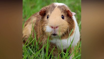 Bichinho fofinho cantando TEMPO PERDIDO do Legião Urbana