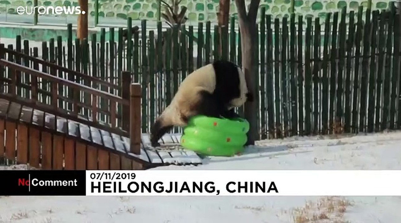 Panda-Dame freut sich über Schneefall