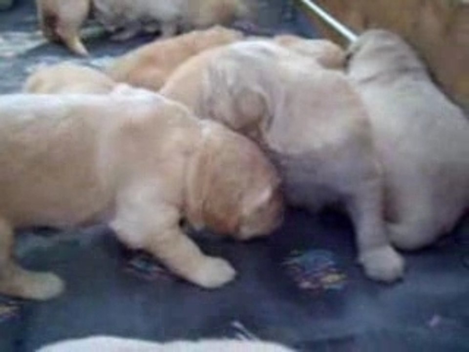 Labrador4eta